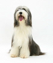 Bearded Collie bitch, Ellie, sitting, panting