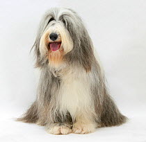 RF- Bearded Collie bitch, Flora, sitting. (This image may be licensed either as rights managed or royalty free.)