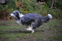 Bearded Collie bitch, Ellie, running.
