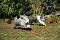 Bearded Collie bitches, Ellie and Flora, running.