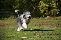 Bearded Collie bitch, Ellie, running