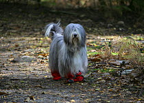 Bearded Collie bitch, Flora, with boots on to keep paws clean.