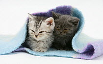 Two kittens asleep under a scarf.