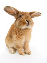RF- Sandy Lionhead-cross rabbit, sitting. (This image may be licensed either as rights managed or royalty free.)