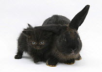 Black kitten and black rabbit.