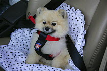 Pomeranian dog, Rikki, in car wearing a seat belt safety harness