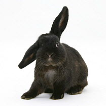 Black rabbit with windmill ears
