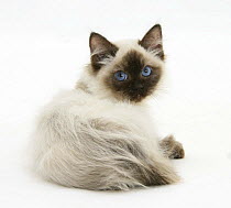 Ragdoll kitten with deep blue eyes, 12 weeks, looking back over shoulder