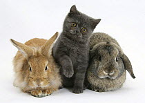 Grey kitten with sandy Lionhead-cross rabbit and agouti Lop rabbit.