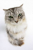 Maine Coon cat, Bambi, with eyes partially closed