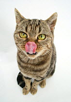 British Shorthair Brown Spotted cat licking her nose.