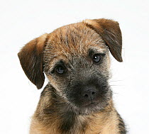Border Terrier bitch puppy, Kes, with head cocked on one side