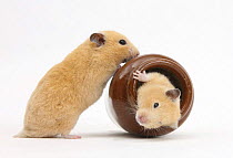 Two Golden Hamsters playing with a china pot.