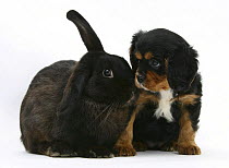 Black-and-tan Cavalier King Charles Spaniel puppy and black rabbit.