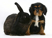 Black-and-tan Cavalier King Charles Spaniel puppy and black rabbit.