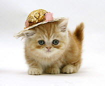 Ginger kitten wearing a straw hat