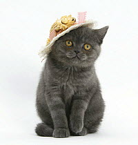 Grey kitten wearing a straw hat.