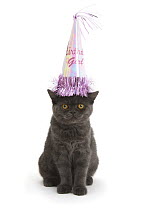 Grey kitten wearing a party hat.