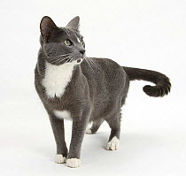 Blue-and-white Burmese-cross cat, Levi, standing.
