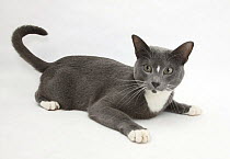 Blue-and-white Burmese-cross cat, Levi, looking playful