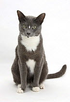 Blue-and-white Burmese-cross cat, Levi, sitting.