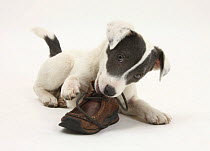 Blue-and-white Jack Russell Terrier puppy, Scamp, chewing a child's shoe.