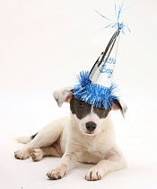 Blue-and-white Jack Russell Terrier puppy, Scamp, wearing a party hat.