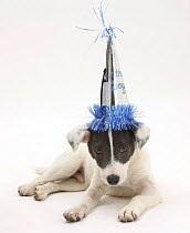 Blue-and-white Jack Russell Terrier puppy, Scamp, wearing a party hat.