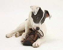 Blue-and-white Jack Russell Terrier puppy, Scamp, chewing a child's shoe.