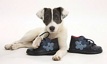 Blue-and-white Jack Russell Terrier puppy, Scamp, with child's shoes.