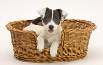 Blue-and-white Jack Russell Terrier puppy, Scamp, in a wicker basket.