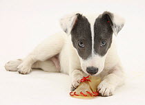 Blue-and-white Jack Russell Terrier puppy, Scamp, chewing a rawhide shoe.