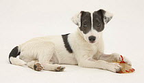 Blue-and-white Jack Russell Terrier puppy, Scamp, with a rawhide shoe chew.