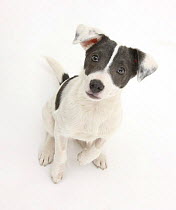 Blue-and-white Jack Russell Terrier puppy, Scamp.~2008