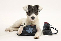 Blue-and-white Jack Russell Terrier puppy, Scamp, with child's shoes.