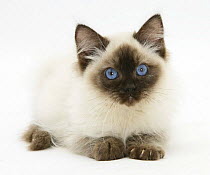 Ragdoll kitten, 12 weeks, with deep blue eyes