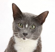 RF- Blue-and-white Burmese-cross cat, Levi, head portrait. (This image may be licensed either as rights managed or royalty free.)