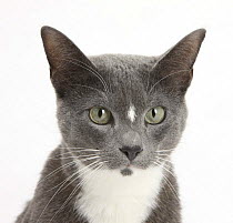 Blue-and-white Burmese-cross cat, Levi, head portrait