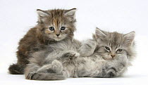 Two Maine Coon kittens, 7 weeks