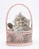 Maine Coon kitten, 7 weeks, playing in a basket.