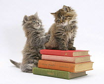 Two Maine Coon kittens playing on a stack of books.