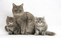 Maine Coon mother cat, Serafin, and two 7-week-  kittens.