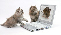 Two Maine Coon kittens looking at an image of a mouse on a laptop computer.