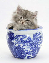 Maine Coon kitten in a blue china pot.