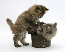 Two Maine Coon kittens playing with a basket.
