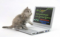 Maine Coon kitten looking at a laptop computer with mathematical formulae on the screen