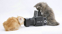 Two Maine Coon kittens, 8 weeks, playing with a Hasselblad camera.