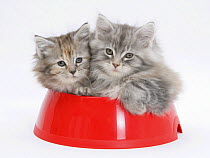 Two Maine Coon kittens, 8 weeks, in a plastic food bowl.