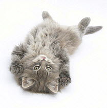 Maine Coon kitten, 8 weeks, lying on its back, looking up in a playful manner.~*NOT AVAILABLE FOR BOOK USE UNTIL 2017