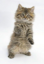 Maine Coon kitten, 8 weeks, standing up, with paws stretched